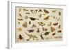 Study of Insects-Jan Van, The Elder Kessel-Framed Giclee Print