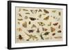 Study of Insects-Jan Van, The Elder Kessel-Framed Giclee Print