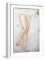Study of Legs-Jacopo Carucci-Framed Giclee Print