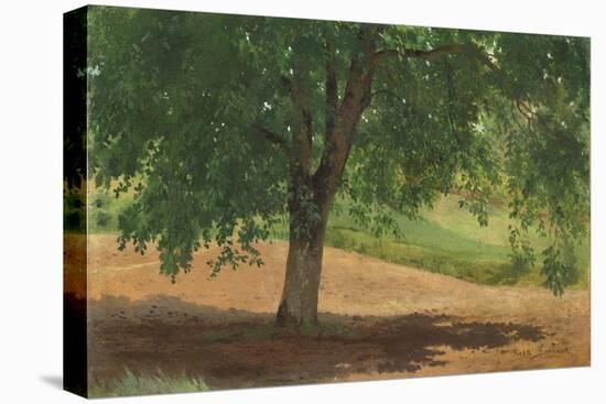 Study of Light and Shade (Oil on Card Laid Down on Canvas)-Rosa Bonheur-Stretched Canvas