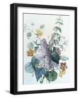 Study of Lilac, Capucine and Fuchsia-Pierre-Joseph Redouté-Framed Giclee Print