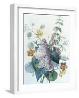 Study of Lilac, Capucine and Fuchsia-Pierre-Joseph Redouté-Framed Giclee Print