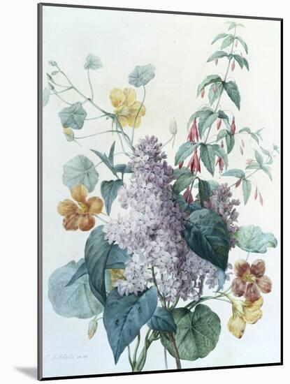Study of Lilac, Capucine and Fuchsia-Pierre-Joseph Redouté-Mounted Giclee Print