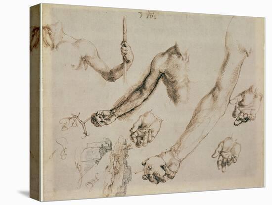 Study of Male Hands and Arms-Albrecht Dürer-Stretched Canvas