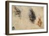 Study of Men Fighting, 1503-4-Leonardo da Vinci-Framed Giclee Print