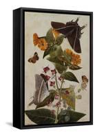 Study of Mirabilis and Origanum Dictamnus with Swallowtail and Ringlet Butterflies-Thomas Robins Jr-Framed Stretched Canvas