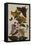 Study of Mirabilis and Origanum Dictamnus with Swallowtail and Ringlet Butterflies-Thomas Robins Jr-Framed Stretched Canvas