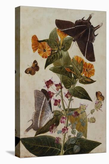 Study of Mirabilis and Origanum Dictamnus with Swallowtail and Ringlet Butterflies-Thomas Robins Jr-Stretched Canvas