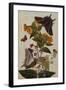 Study of Mirabilis and Origanum Dictamnus with Swallowtail and Ringlet Butterflies-Thomas Robins Jr-Framed Giclee Print