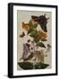 Study of Mirabilis and Origanum Dictamnus with Swallowtail and Ringlet Butterflies-Thomas Robins Jr-Framed Giclee Print