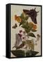 Study of Mirabilis and Origanum Dictamnus with Swallowtail and Ringlet Butterflies-Thomas Robins Jr-Framed Stretched Canvas