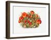 Study of Mushrooms (1880) Horizontal-Mary Vaux Walcott-Framed Giclee Print