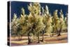 Study of Olive Trees, no.1-Helen J. Vaughn-Stretched Canvas