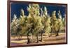 Study of Olive Trees, no.1-Helen J. Vaughn-Framed Giclee Print