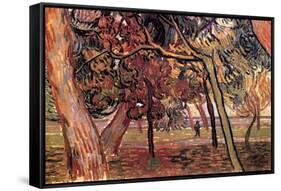 Study of Pine Trees-Vincent van Gogh-Framed Stretched Canvas