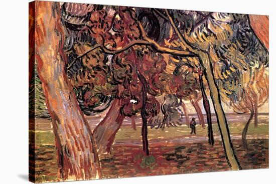 Study of Pine Trees-Vincent van Gogh-Stretched Canvas