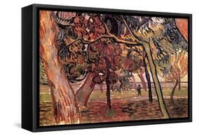 Study of Pine Trees-Vincent van Gogh-Framed Stretched Canvas