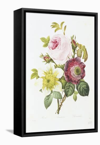 Study of Pink Roses and Convulvulus-Pierre-Joseph Redouté-Framed Stretched Canvas