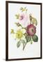 Study of Pink Roses and Convulvulus-Pierre-Joseph Redouté-Framed Giclee Print