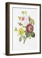 Study of Pink Roses and Convulvulus-Pierre-Joseph Redouté-Framed Giclee Print