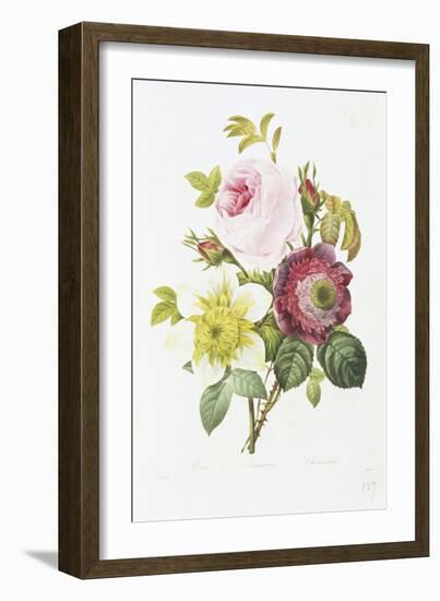 Study of Pink Roses and Convulvulus-Pierre-Joseph Redouté-Framed Giclee Print