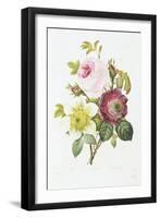 Study of Pink Roses and Convulvulus-Pierre-Joseph Redouté-Framed Giclee Print