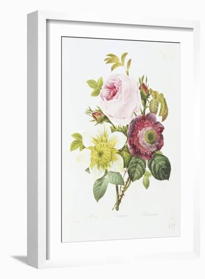 Study of Pink Roses and Convulvulus-Pierre-Joseph Redouté-Framed Giclee Print