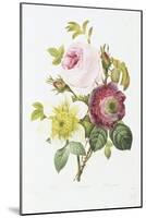 Study of Pink Roses and Convulvulus-Pierre-Joseph Redouté-Mounted Giclee Print