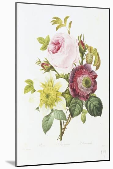 Study of Pink Roses and Convulvulus-Pierre-Joseph Redouté-Mounted Giclee Print