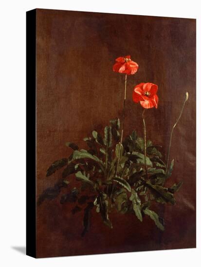 Study of Poppies-John Constable-Stretched Canvas