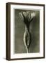 Study of Primula Veris (Common Cowslip) C.1929 (Photo)-Karl Blossfeldt-Framed Giclee Print