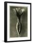 Study of Primula Veris (Common Cowslip) C.1929 (Photo)-Karl Blossfeldt-Framed Giclee Print