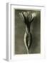 Study of Primula Veris (Common Cowslip) C.1929 (Photo)-Karl Blossfeldt-Framed Giclee Print