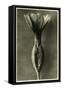 Study of Primula Veris (Common Cowslip) C.1929 (Photo)-Karl Blossfeldt-Framed Stretched Canvas