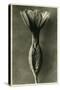 Study of Primula Veris (Common Cowslip) C.1929 (Photo)-Karl Blossfeldt-Stretched Canvas