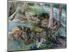 Study of Rocks and Ferns in a Wood at Crossmount, Perthshire, 1843-John Ruskin-Mounted Giclee Print