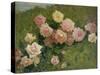 Study of Roses by Luigi Rossi-Luigi Rossi-Stretched Canvas