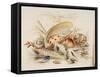 Study of Sea Shells, 1876-Joseph Smith-Framed Stretched Canvas