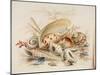 Study of Sea Shells, 1876-Joseph Smith-Mounted Giclee Print