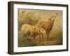 Study of Sheep-Edouard Woutermaertens-Framed Giclee Print