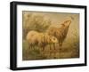 Study of Sheep-Edouard Woutermaertens-Framed Giclee Print