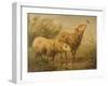 Study of Sheep-Edouard Woutermaertens-Framed Giclee Print