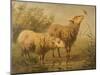 Study of Sheep-Edouard Woutermaertens-Mounted Giclee Print