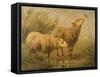 Study of Sheep-Edouard Woutermaertens-Framed Stretched Canvas