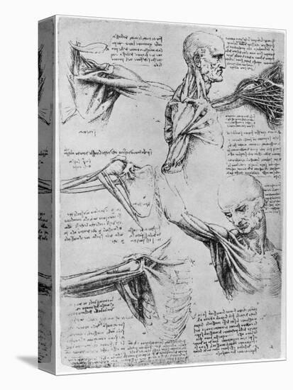 Study of Shoulder Joints, 1510-1511-Leonardo da Vinci-Stretched Canvas