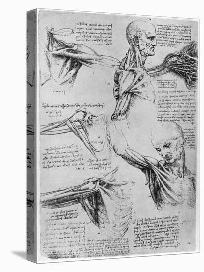 Study of Shoulder Joints, 1510-1511-Leonardo da Vinci-Stretched Canvas