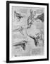 Study of Shoulder Joints, 1510-1511-Leonardo da Vinci-Framed Giclee Print