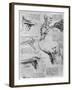 Study of Shoulder Joints, 1510-1511-Leonardo da Vinci-Framed Giclee Print