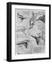 Study of Shoulder Joints, 1510-1511-Leonardo da Vinci-Framed Giclee Print