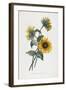 Study of Sunflowers, 1805-Louis Charles Ruotte-Framed Giclee Print